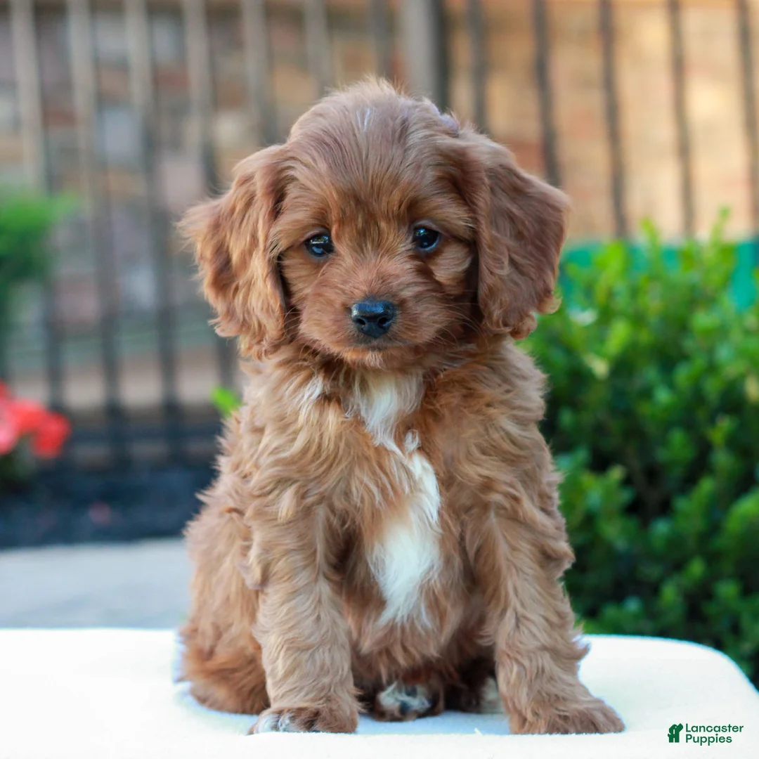 Cavapoo dogs for sale: Otis  - Ad 1
