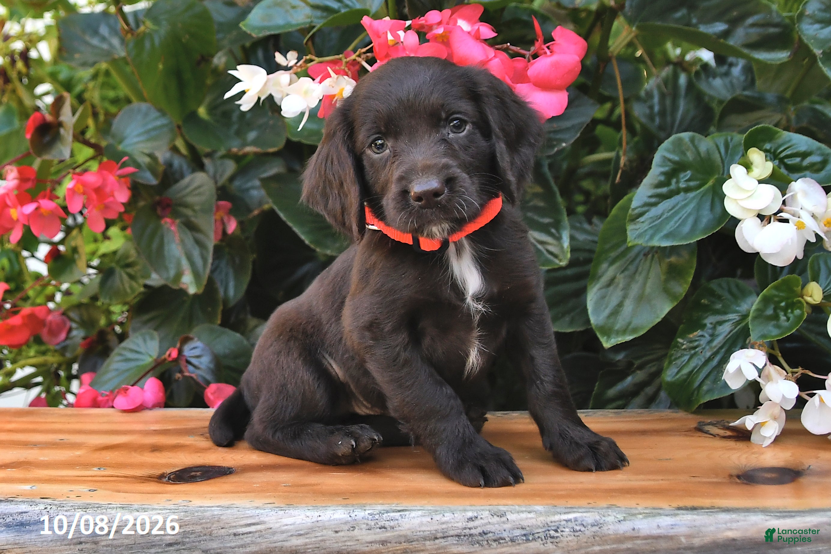 Ellieann (Cocker Spaniel, Female) in Shiloh, OH