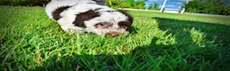 Havapoo dogs for sale: Chippy - Ad 8