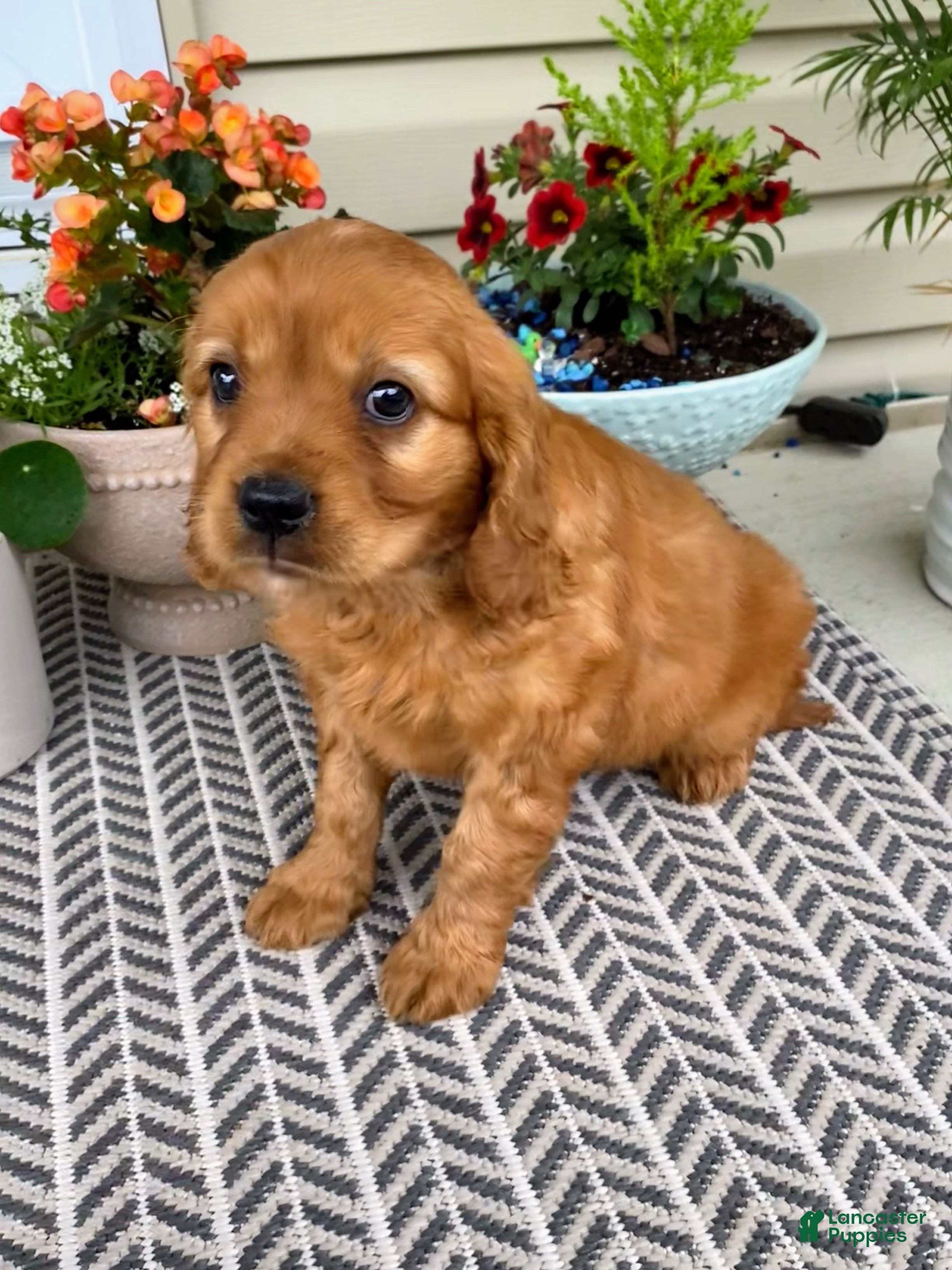Miniature Golden Retriever dogs Murphy - Ad 2
