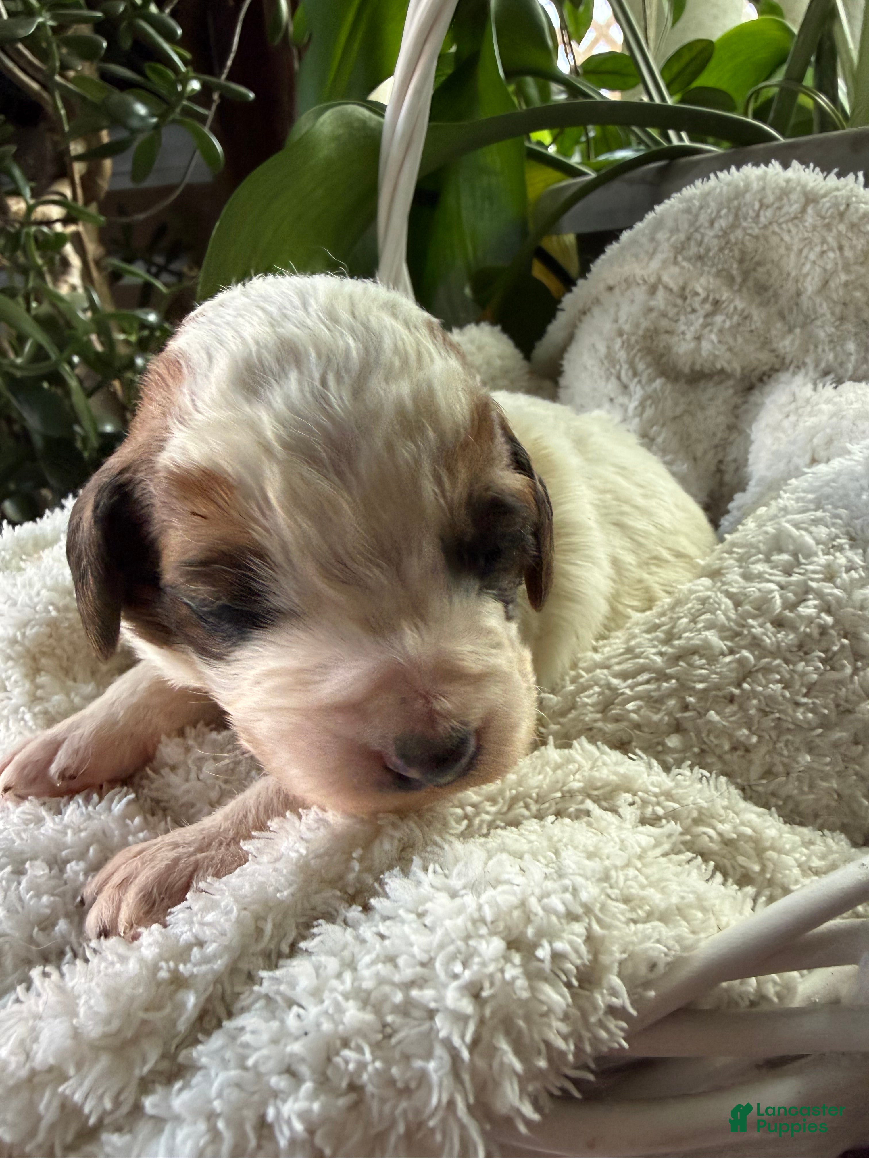 Mixed Breed dogs Andy - Ad 29