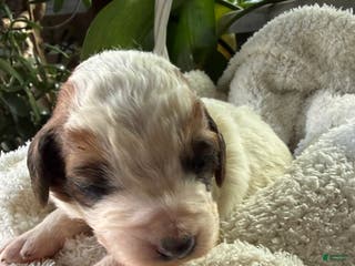 Mixed Breed dogs Andy - Ad 29