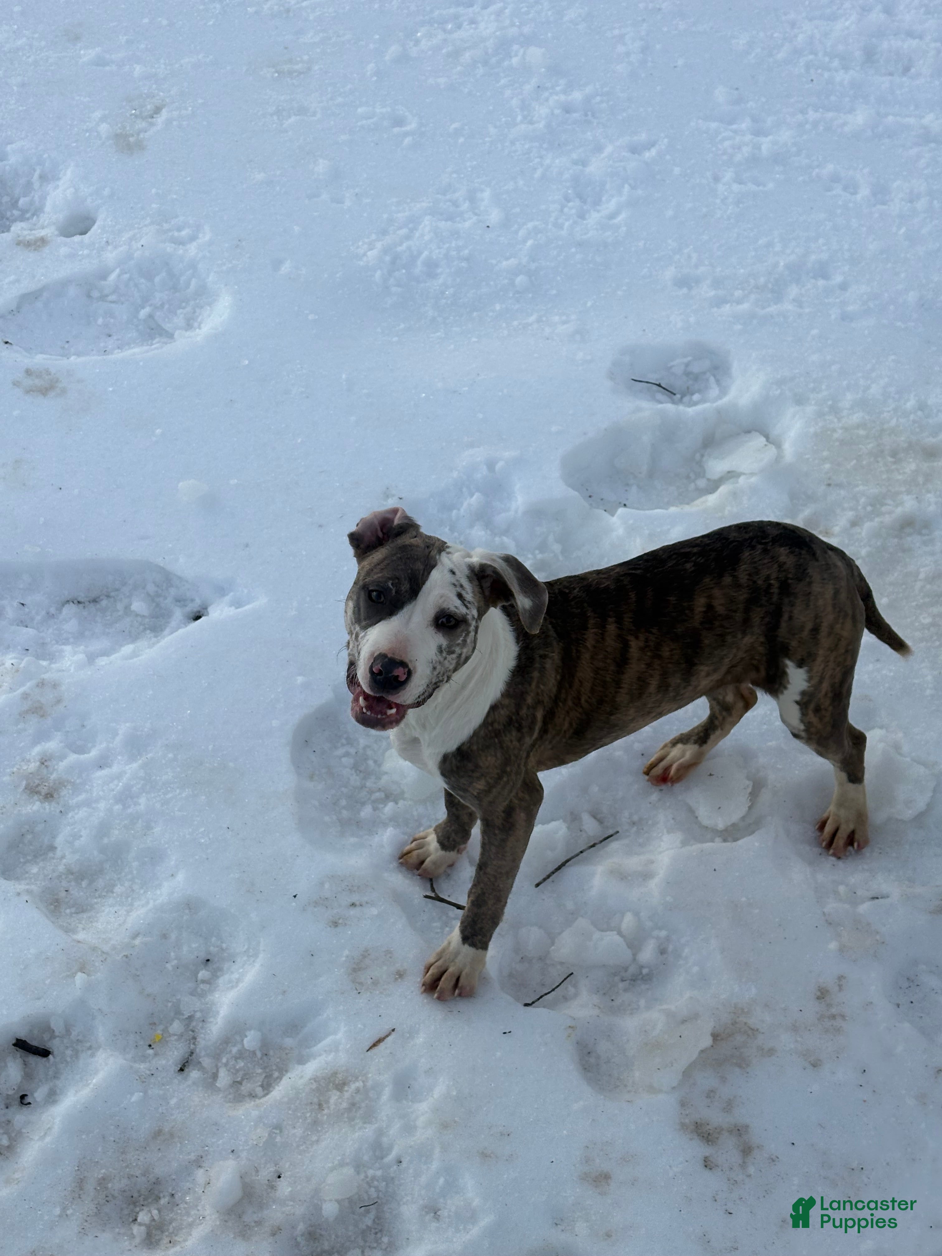 American Bully dogs Zophia - Ad 6