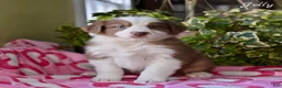 Australian Shepherd dogs for sale: Jolly - Ad 4