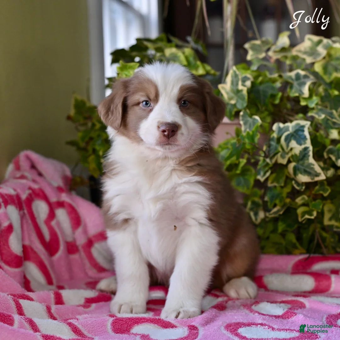Australian Shepherd dogs for sale: Jolly - Ad 4