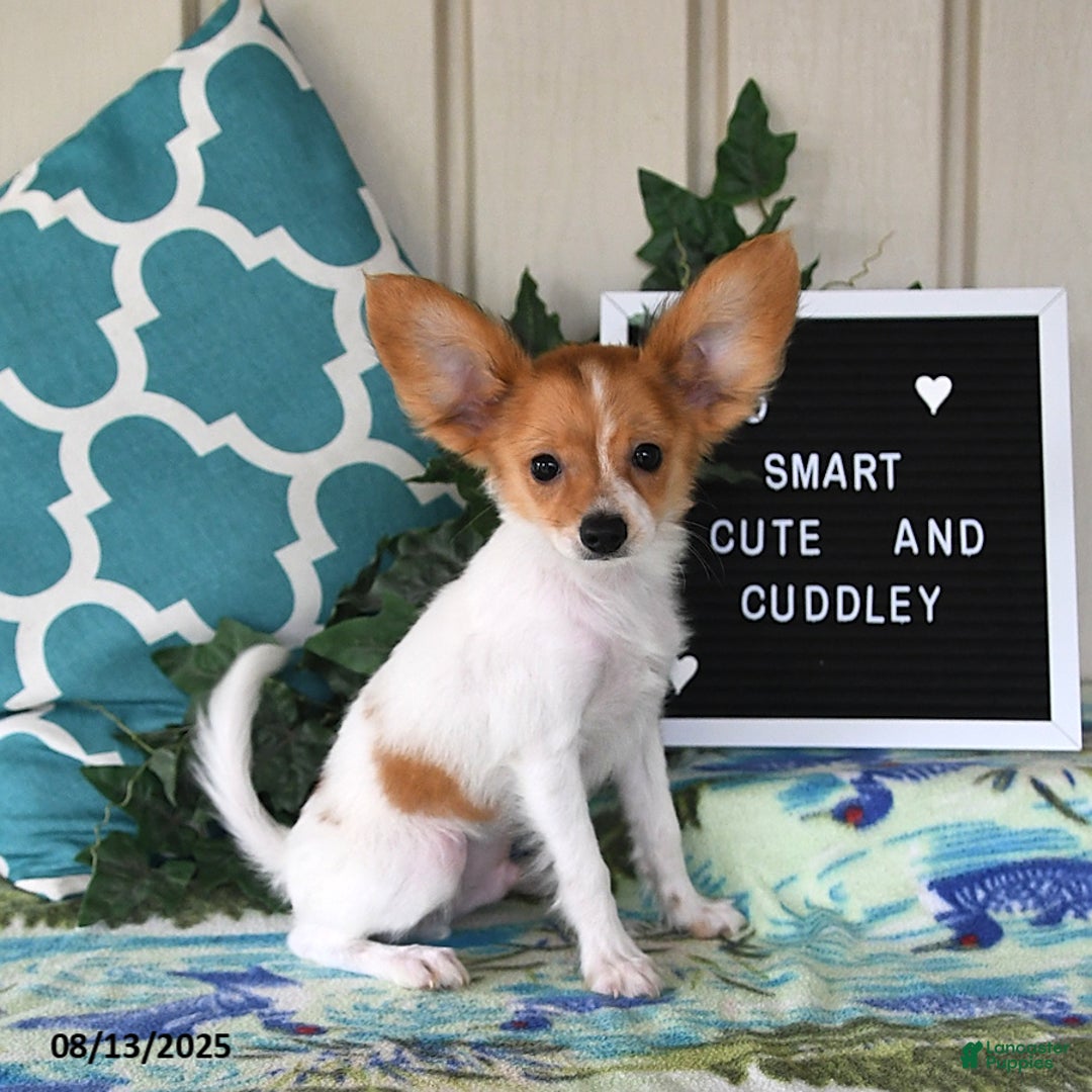 Papillon dogs for sale: Bailey - Ad 11