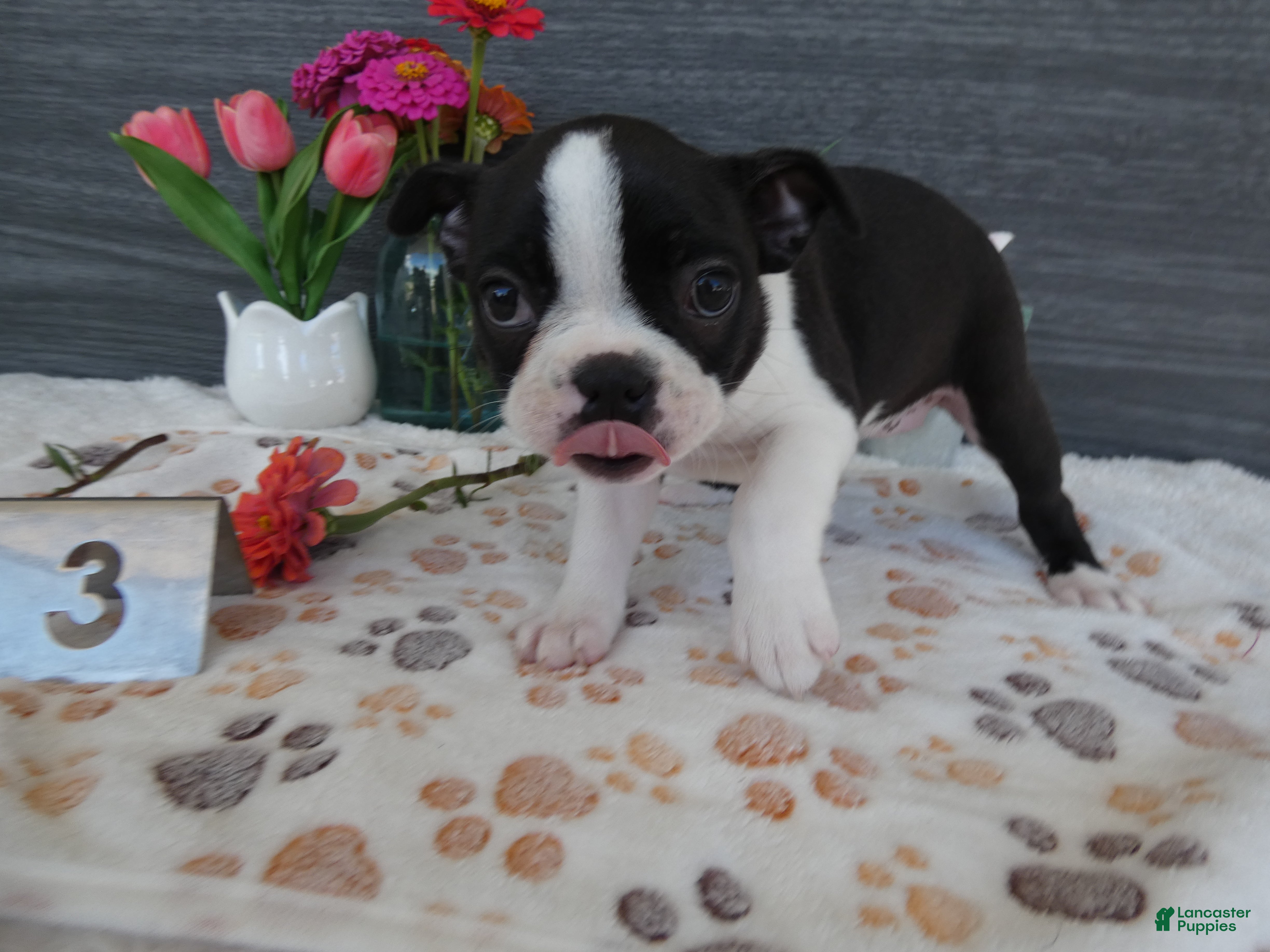 Boston Terrier dogs Boston Terrier 3 Stacy - Ad 29