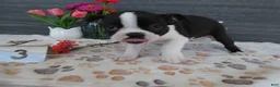 Boston Terrier dogs for sale: Boston Terrier 3 Stacy - Ad 1