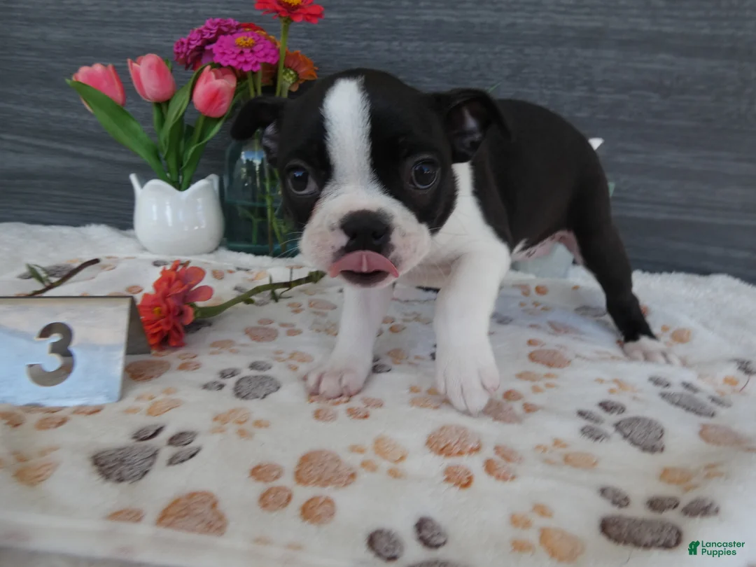Boston Terrier dogs for sale: Boston Terrier 3 Stacy - Ad 1