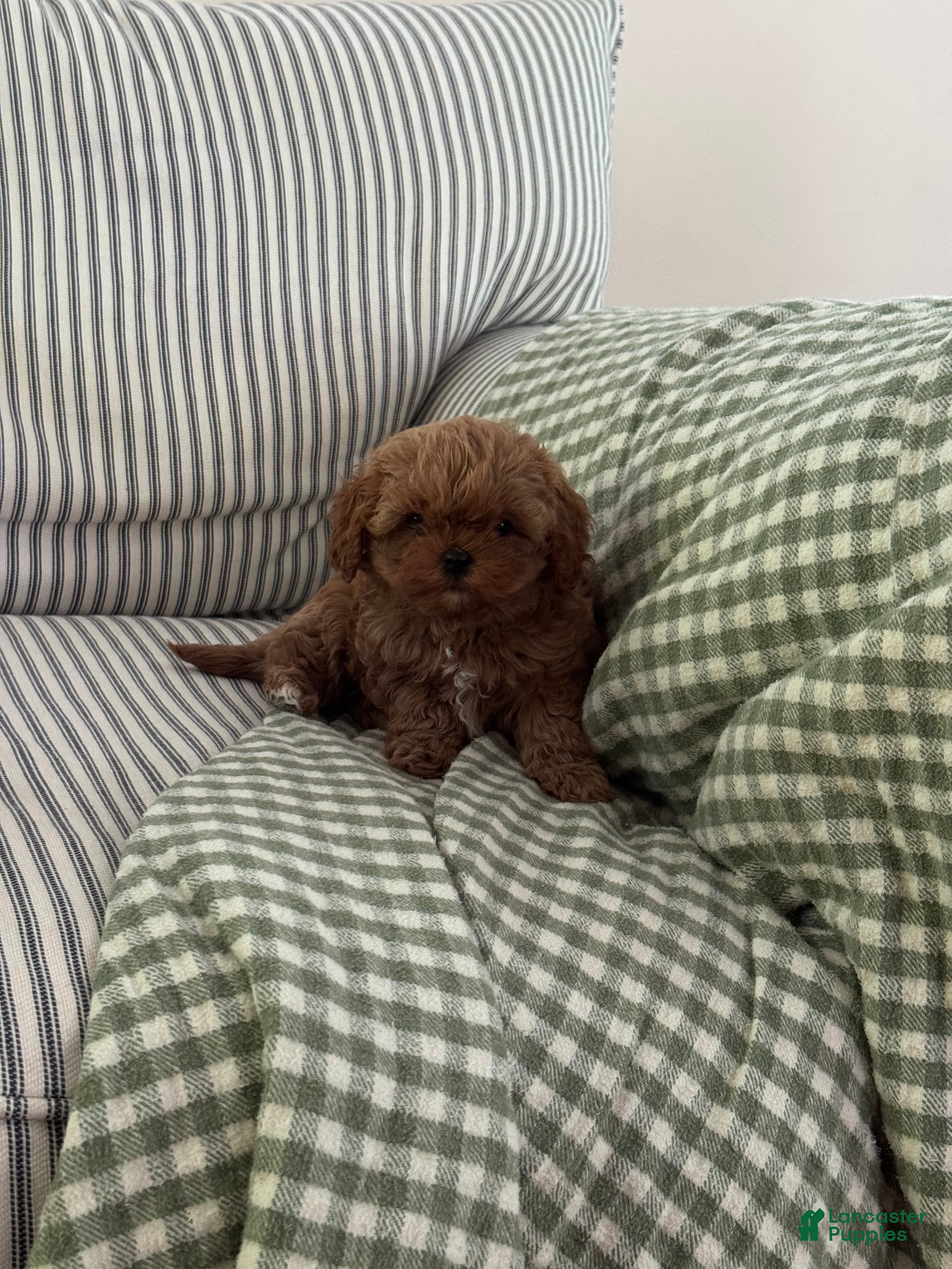 Cavapoo dogs Tiny toy pumpkin - Ad 2