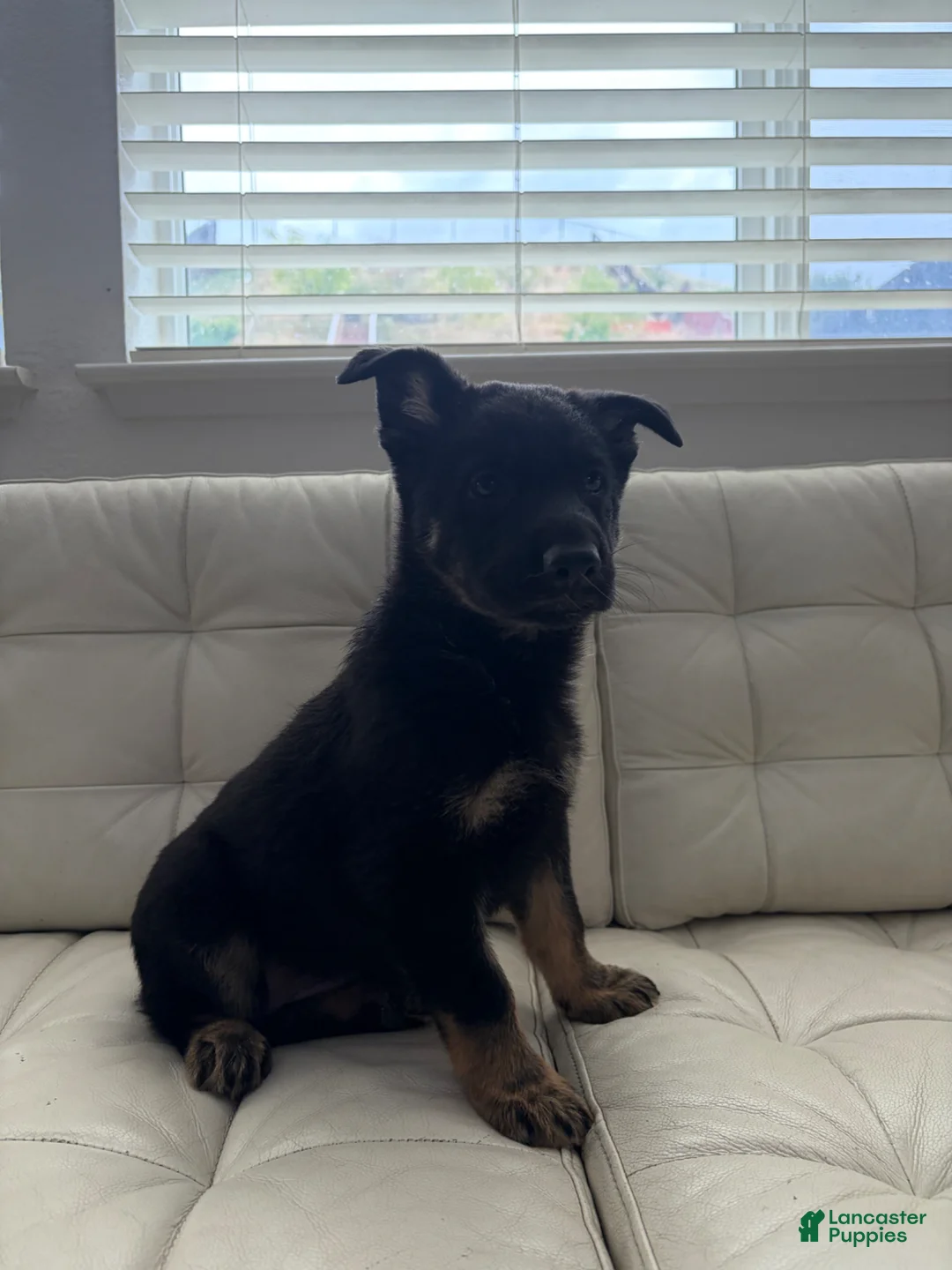 German Shepherd dogs for sale: Rin - Ad 1