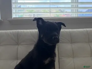 German Shepherd dogs for sale: Rin - Ad 1