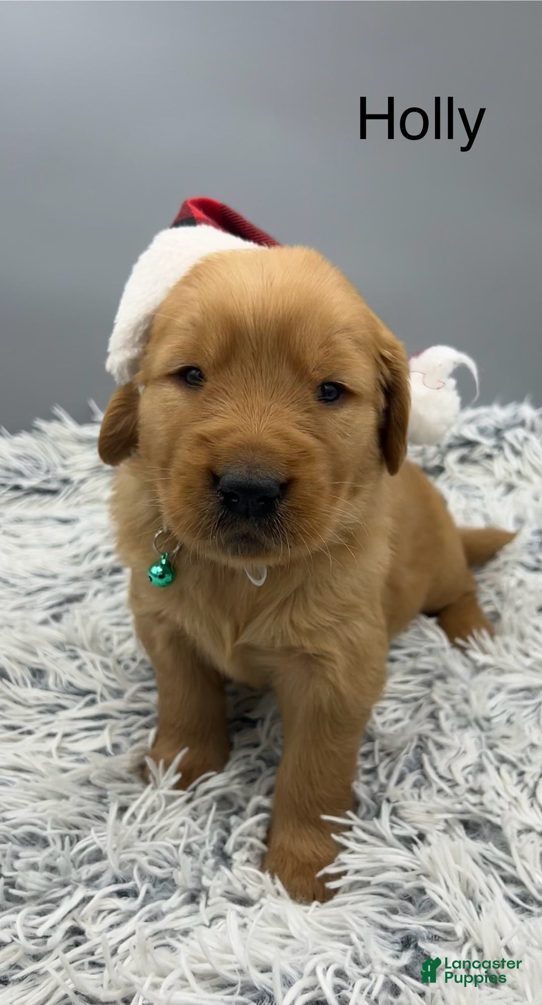 Golden Retriever dogs for sale: Golden Retriever Puppy -Holly - Ad 14
