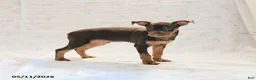Miniature Pinscher dogs for sale: Titan - Ad 3