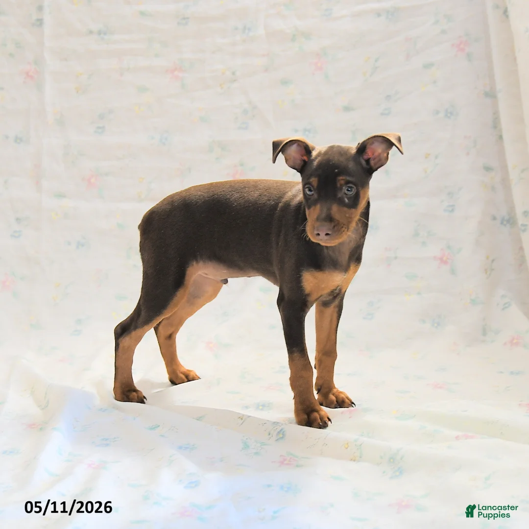 Miniature Pinscher dogs for sale: Titan - Ad 3