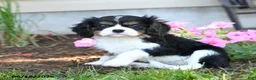 Cavalier King Charles Spaniel dogs for sale: Lizzy - Ad 1