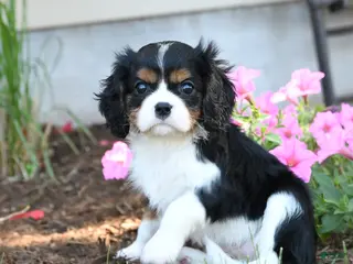 Cavalier King Charles Spaniel dogs for sale: Lizzy - Ad 3
