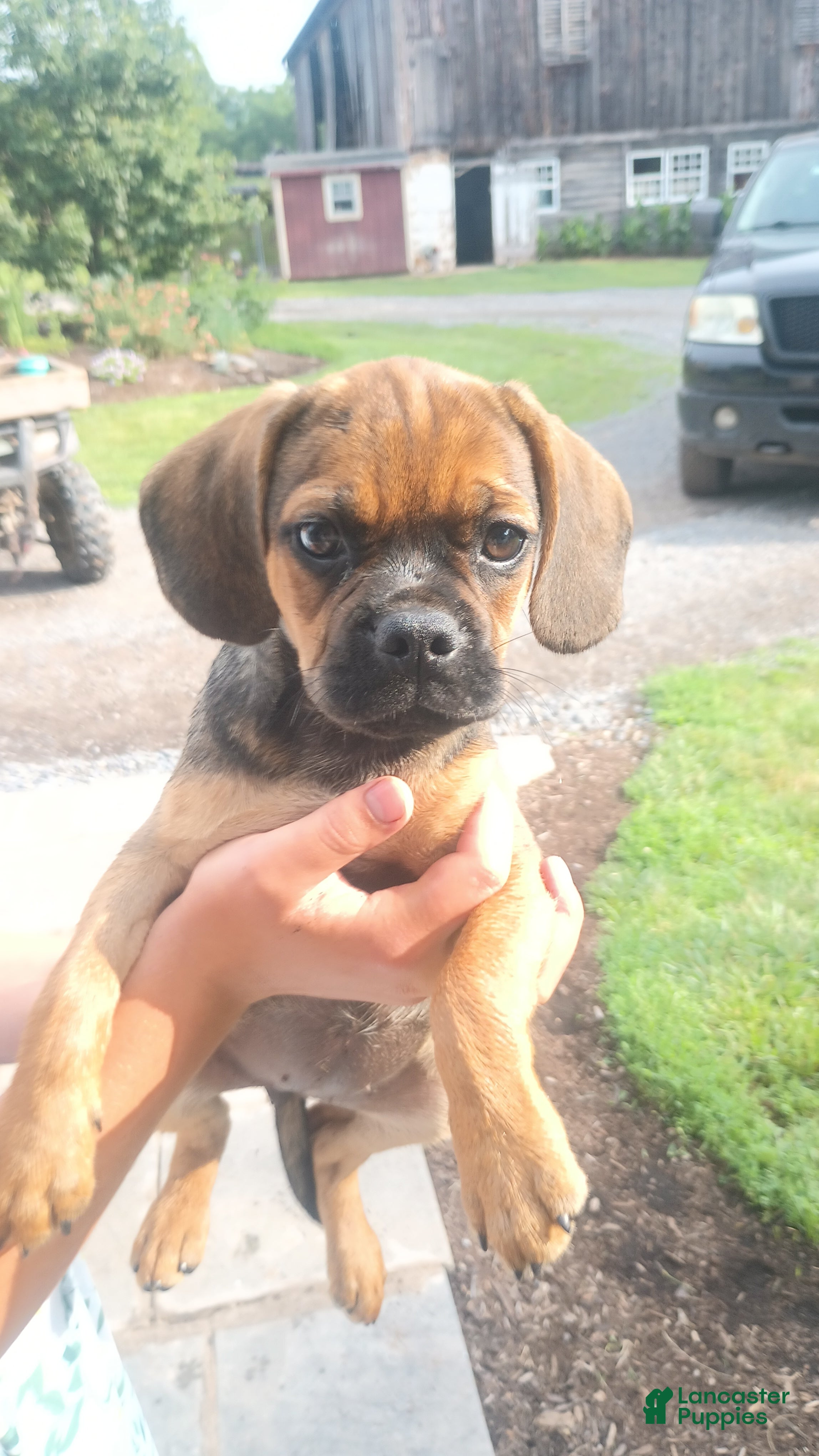 Puggle dogs lilac - Ad 1