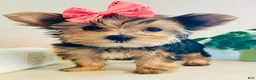 Yorkshire Terrier dogs for sale: Princess (teacup) - Ad 8