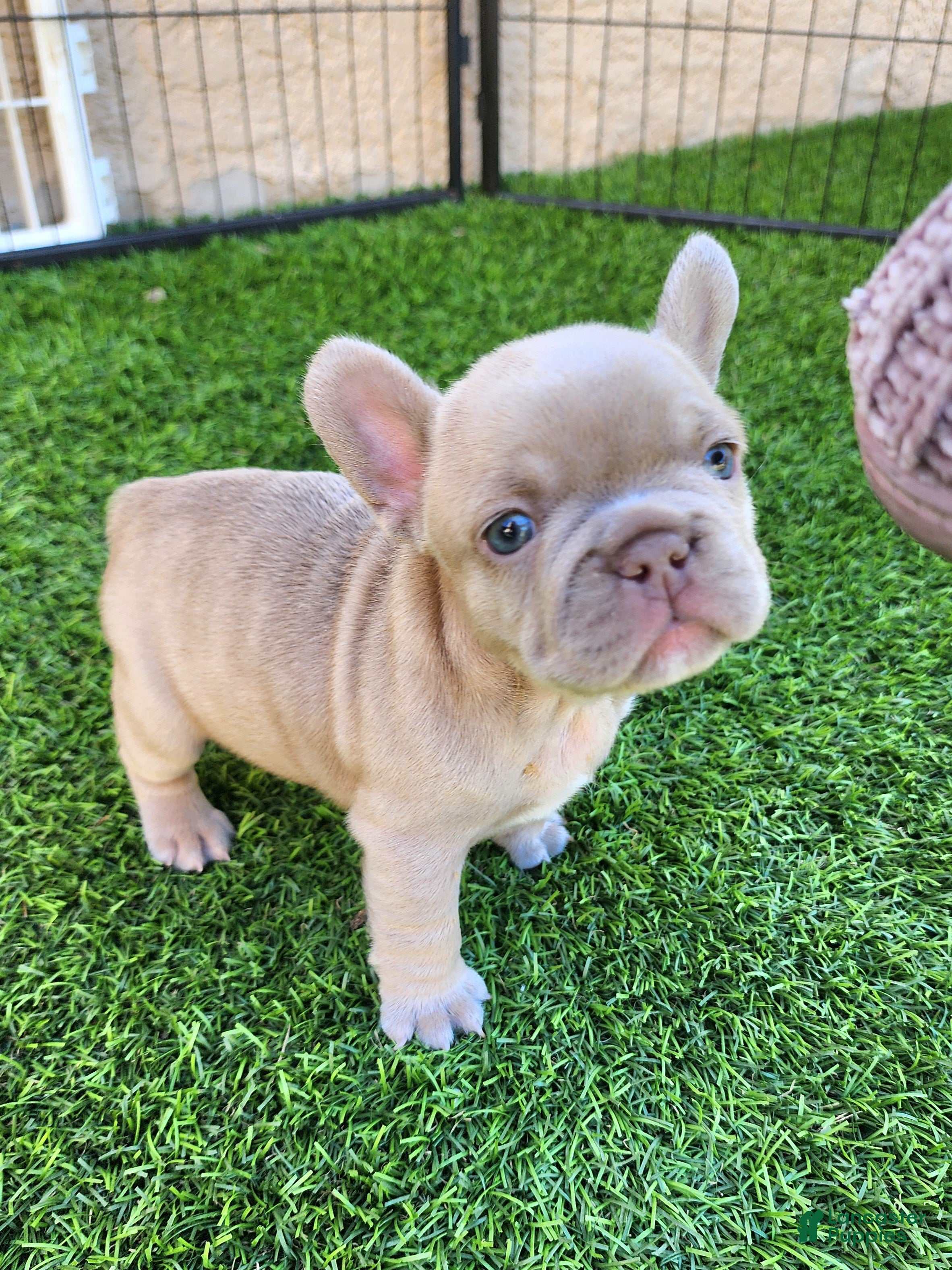 French Bulldog dogs Lilly  - Ad 2