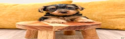 Yorkshire Terrier dogs for sale: Charlie - Ad 4
