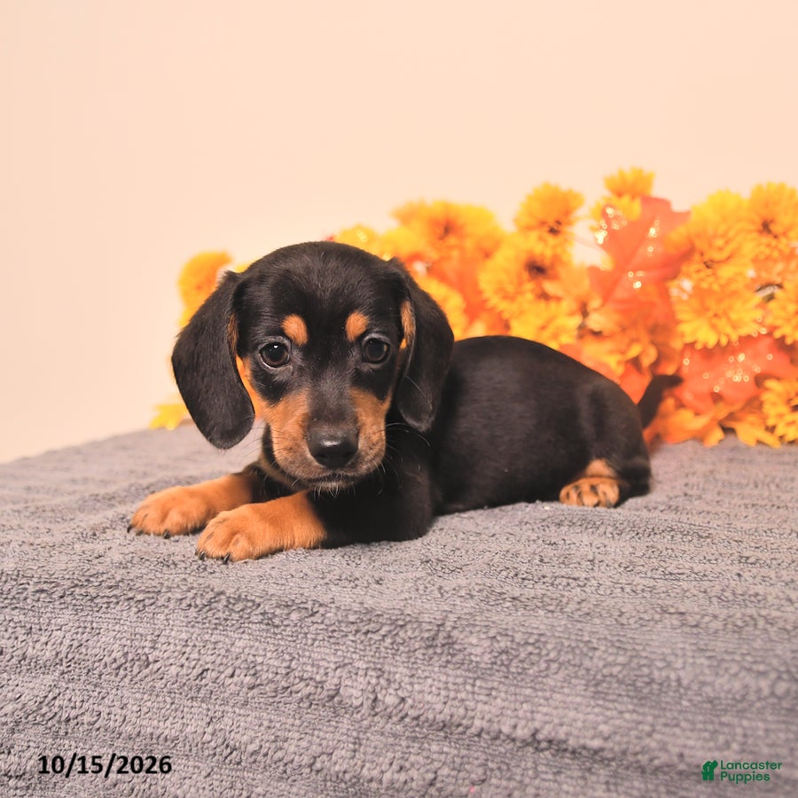 Miniature Dachshund dogs for sale: Ralph - Ad 2