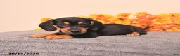 Miniature Dachshund dogs for sale: Ralph - Ad 2