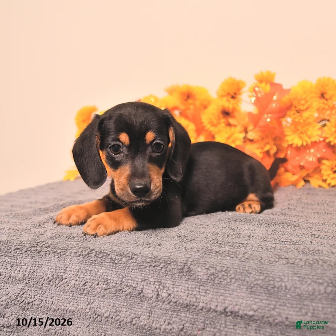Miniature Dachshund dogs for sale: Ralph - Ad 2