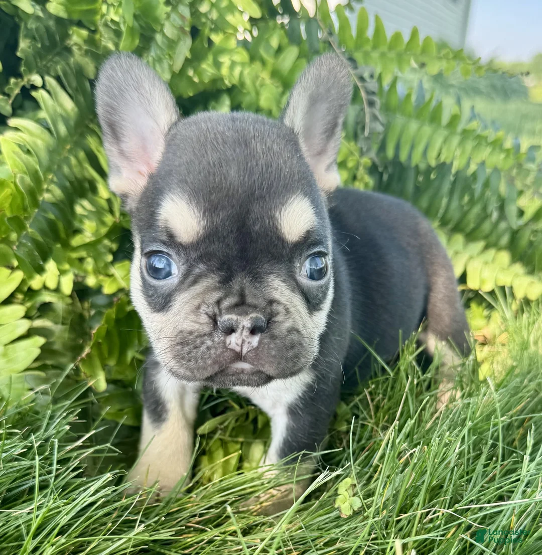 French Bulldog dogs for sale: Archie - Ad 2