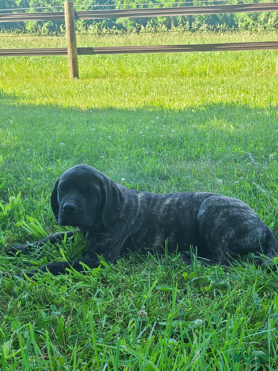 English Mastiff dogs for sale: Faith - Ad 2
