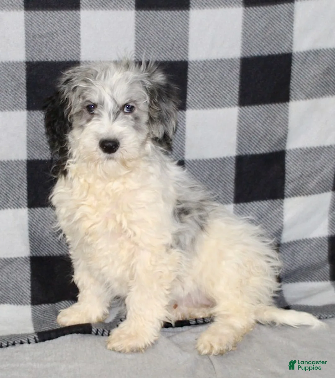 Mixed Breed dogs for sale: Rosie - Ad 3