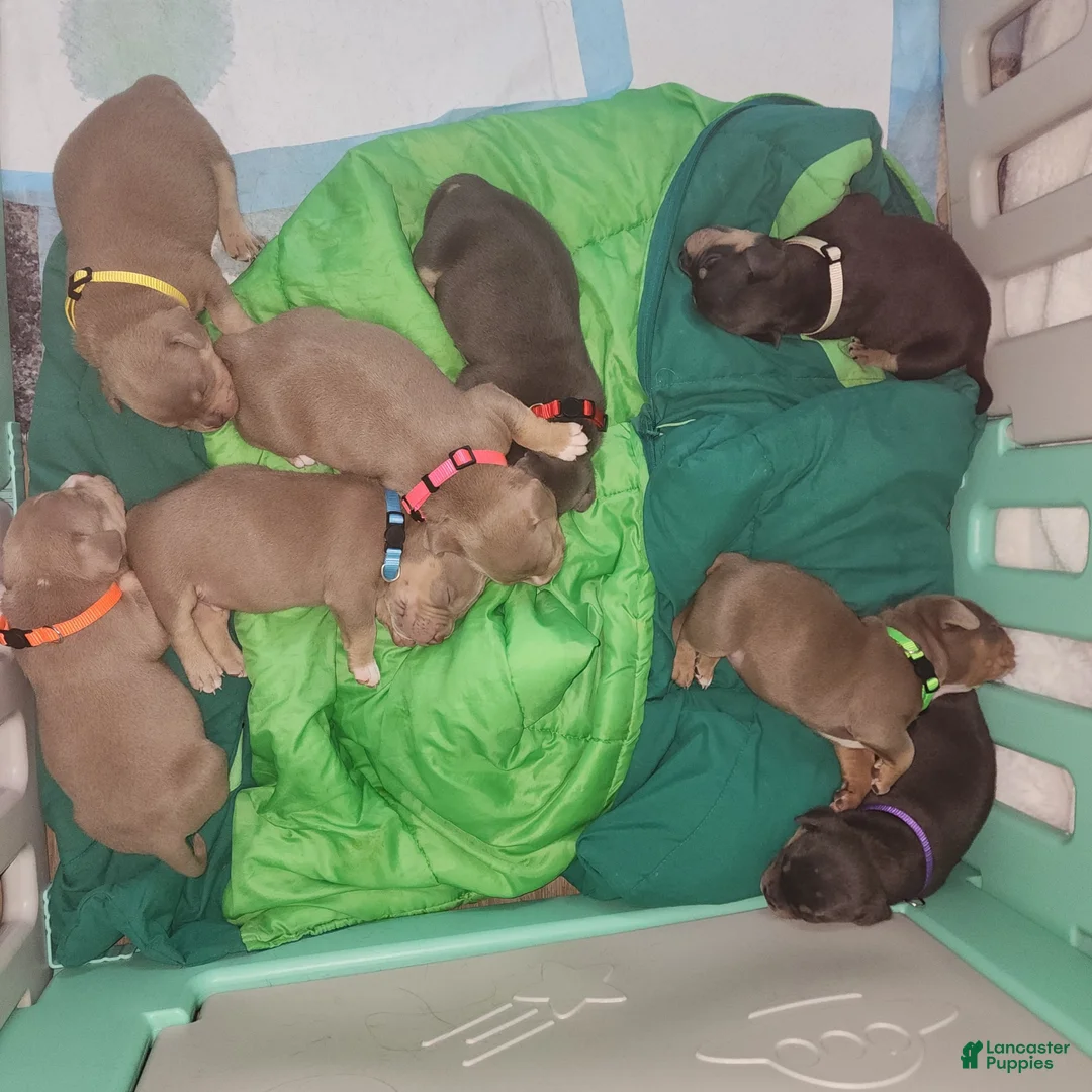 Gallery Image {{count}}