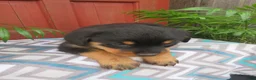 Rottweiler dogs for sale: Lindsey - Ad 4