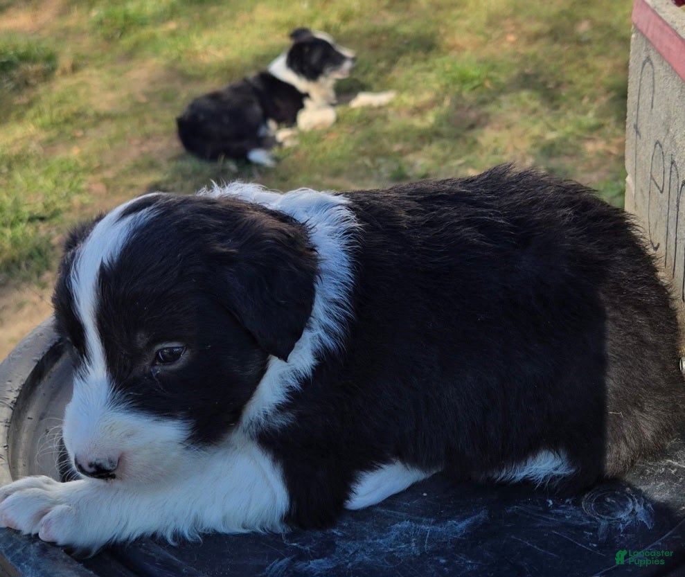 Border Collie dogs for sale: Border Collie 4 Sweeny - Ad 1
