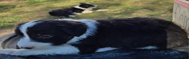 Border Collie 4 Sweeny
