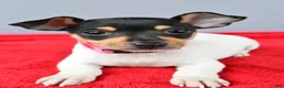 Toy Fox Terrier dogs for sale: Dixie - Ad 5