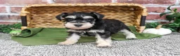 Miniature Schnauzer dogs for sale: Ethan - Ad 5