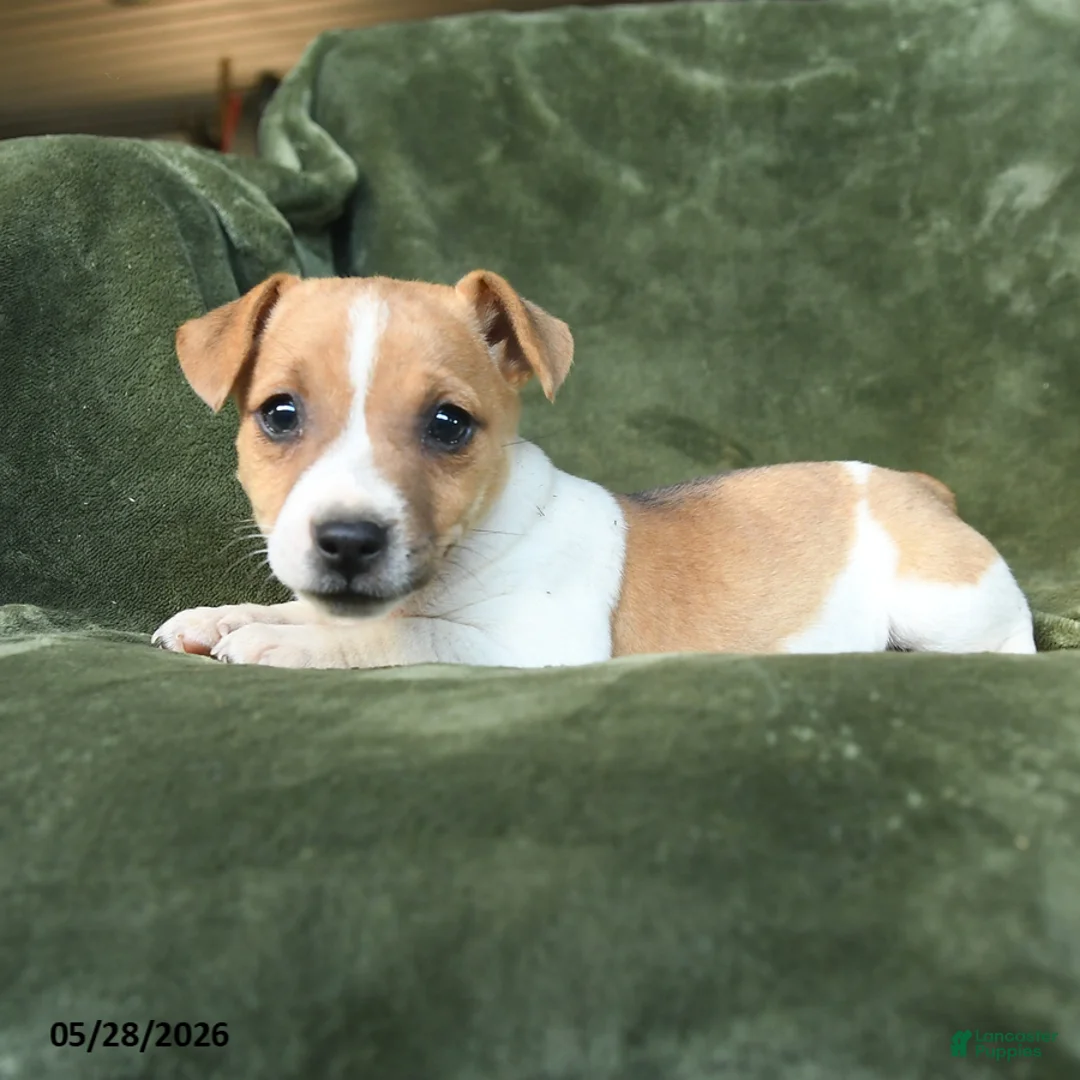 Jack Russell Terrier dogs for sale: Elvira - Ad 2