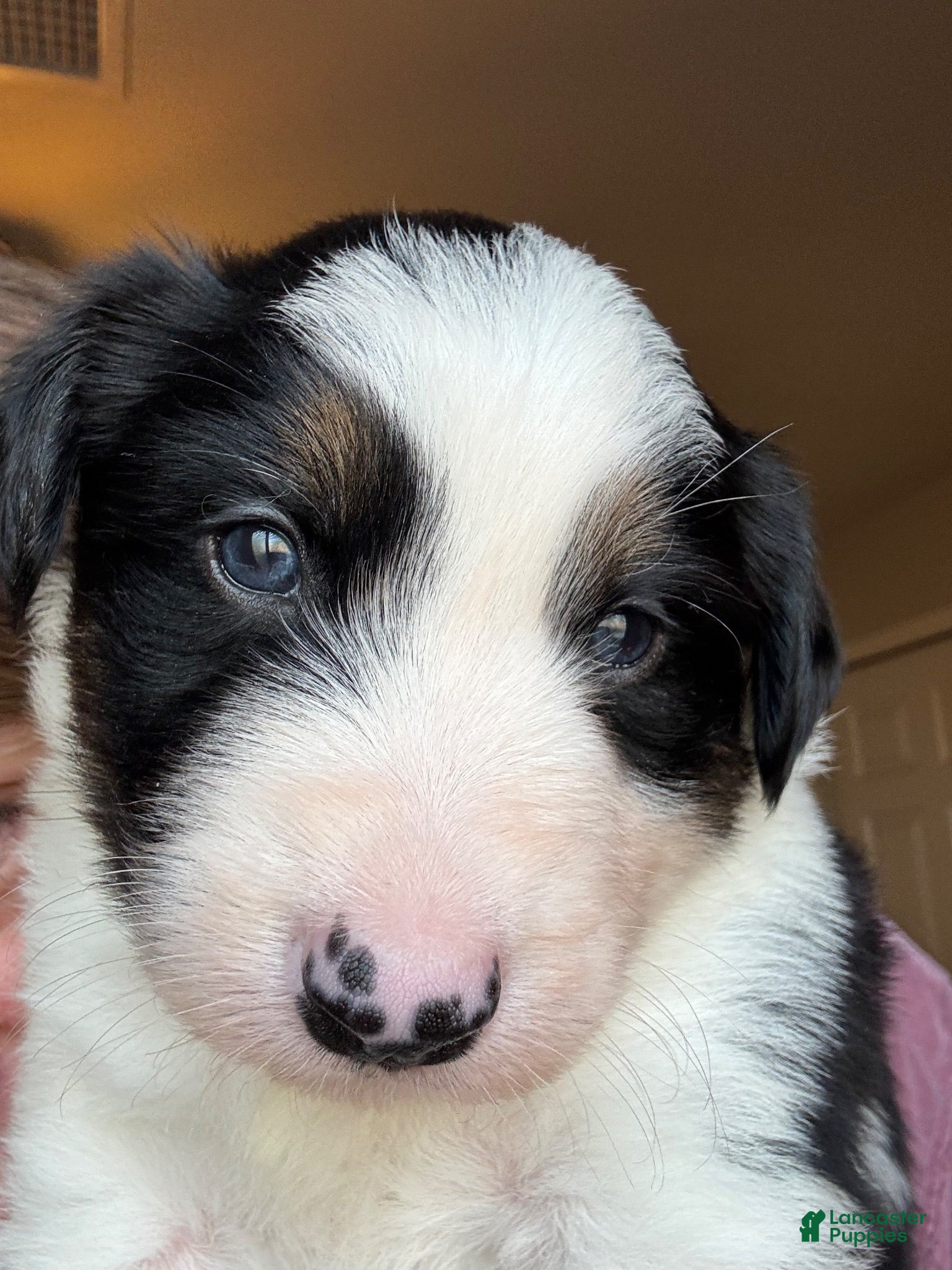 Border Collie dogs Border Collie 1 - Ad 1