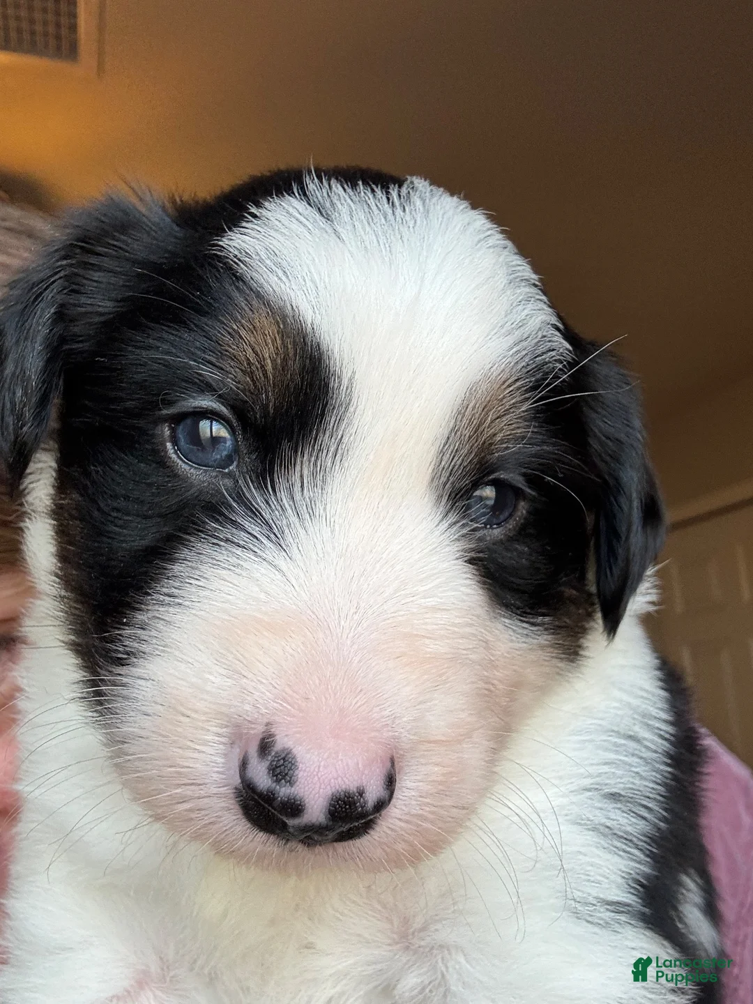 Border Collie dogs for sale: Border Collie 1 - Ad 1