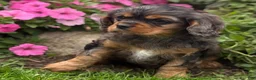 Cavalier King Charles Spaniel dogs for sale: Brody - Ad 11