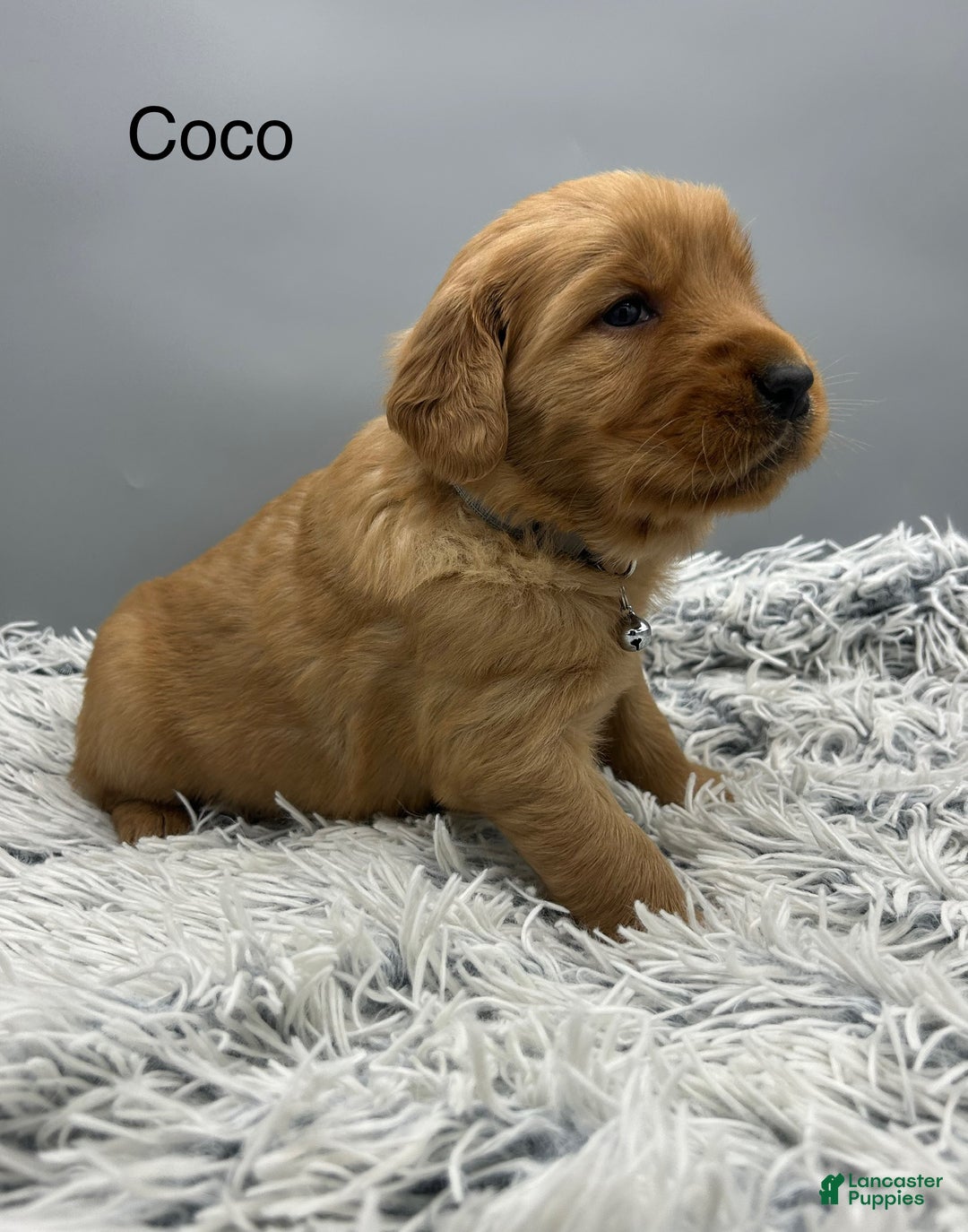 Golden Retriever dogs for sale: Golden Retriever Puppy -Coco - Ad 13
