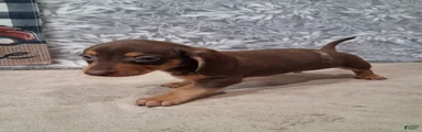 Samson