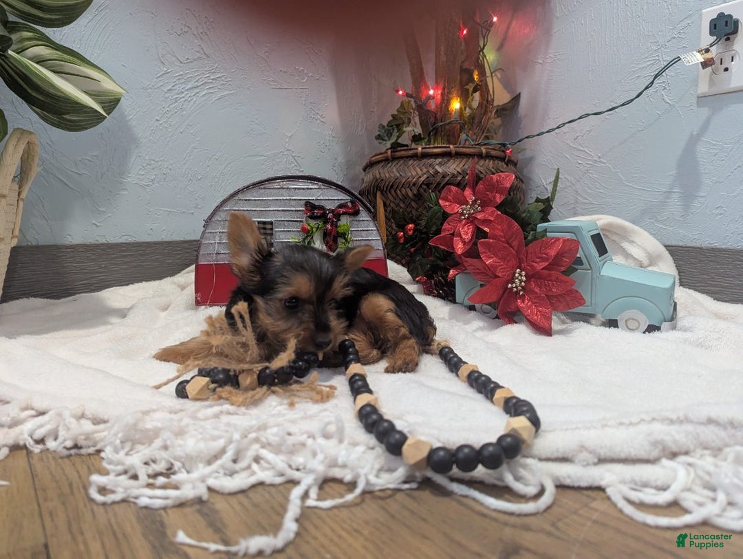 Yorkshire Terrier dogs for sale: Ziva - Ad 1