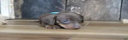 Miniature Dachshund dogs for sale: Brady - Ad 2