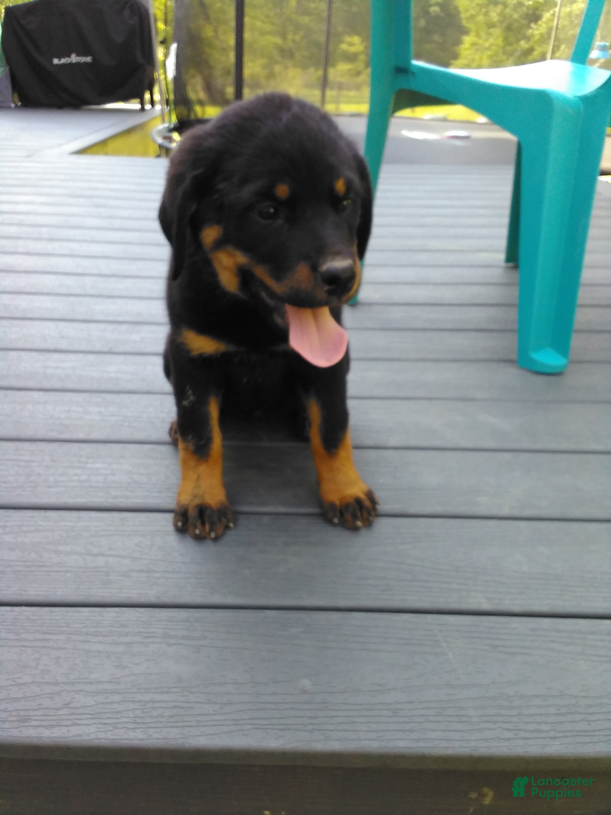 Rottweiler dogs Rottweiler Puppy 1 - Ad 1