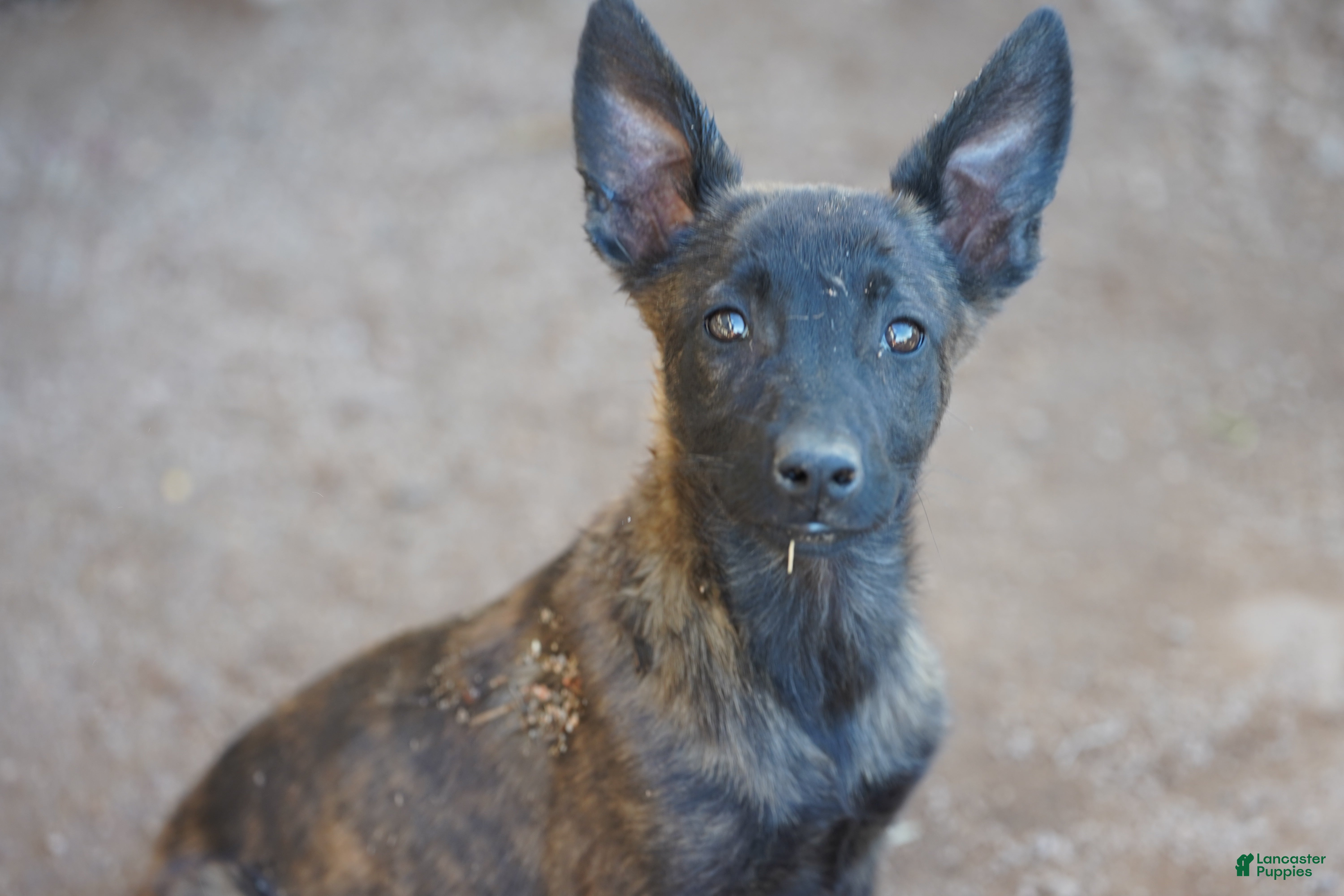 Dutch Shepherd dogs Dutchie Girl - Ad 1