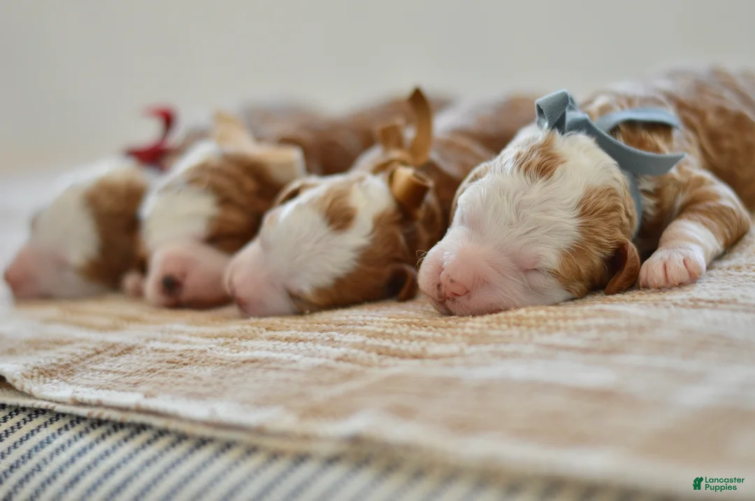 Goldendoodle dogs for sale: Basil - Ad 16