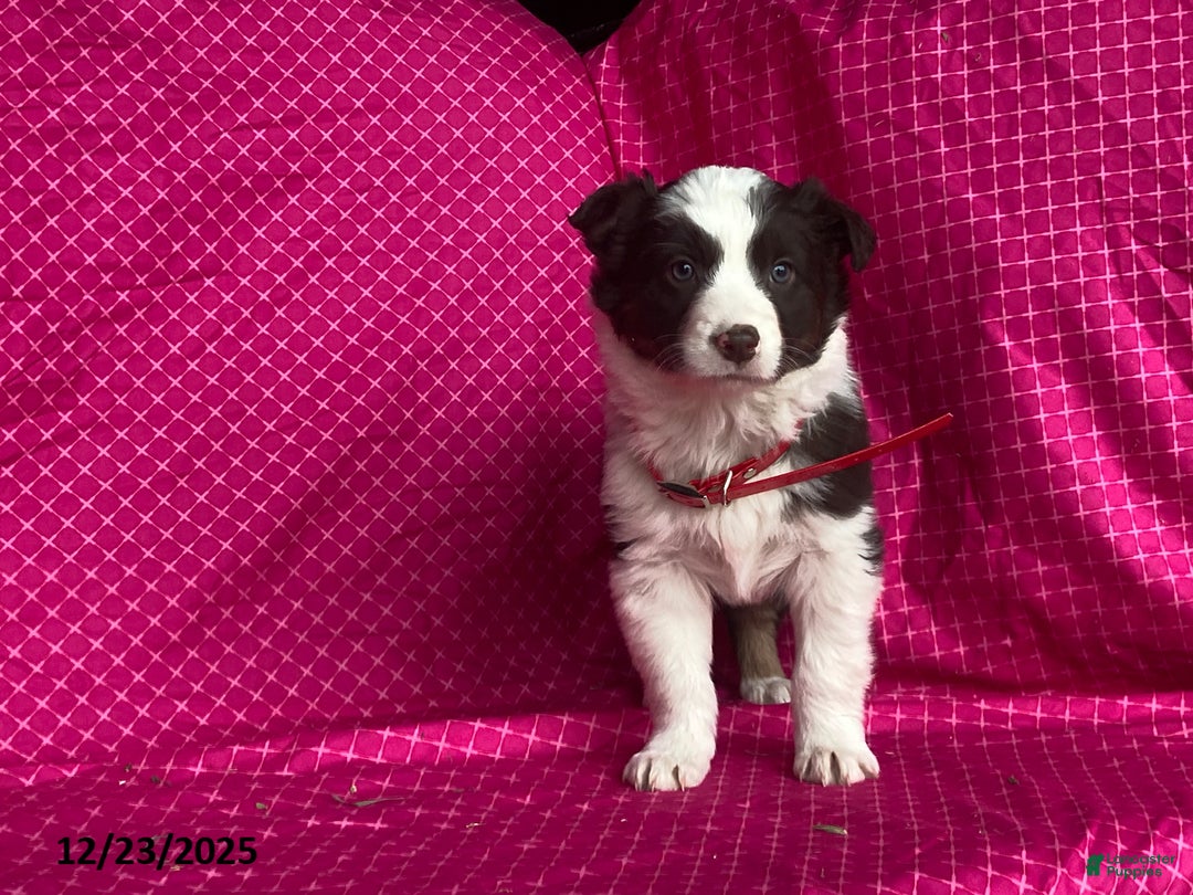 Mixed Breed dogs for sale: Georgia - Ad 3