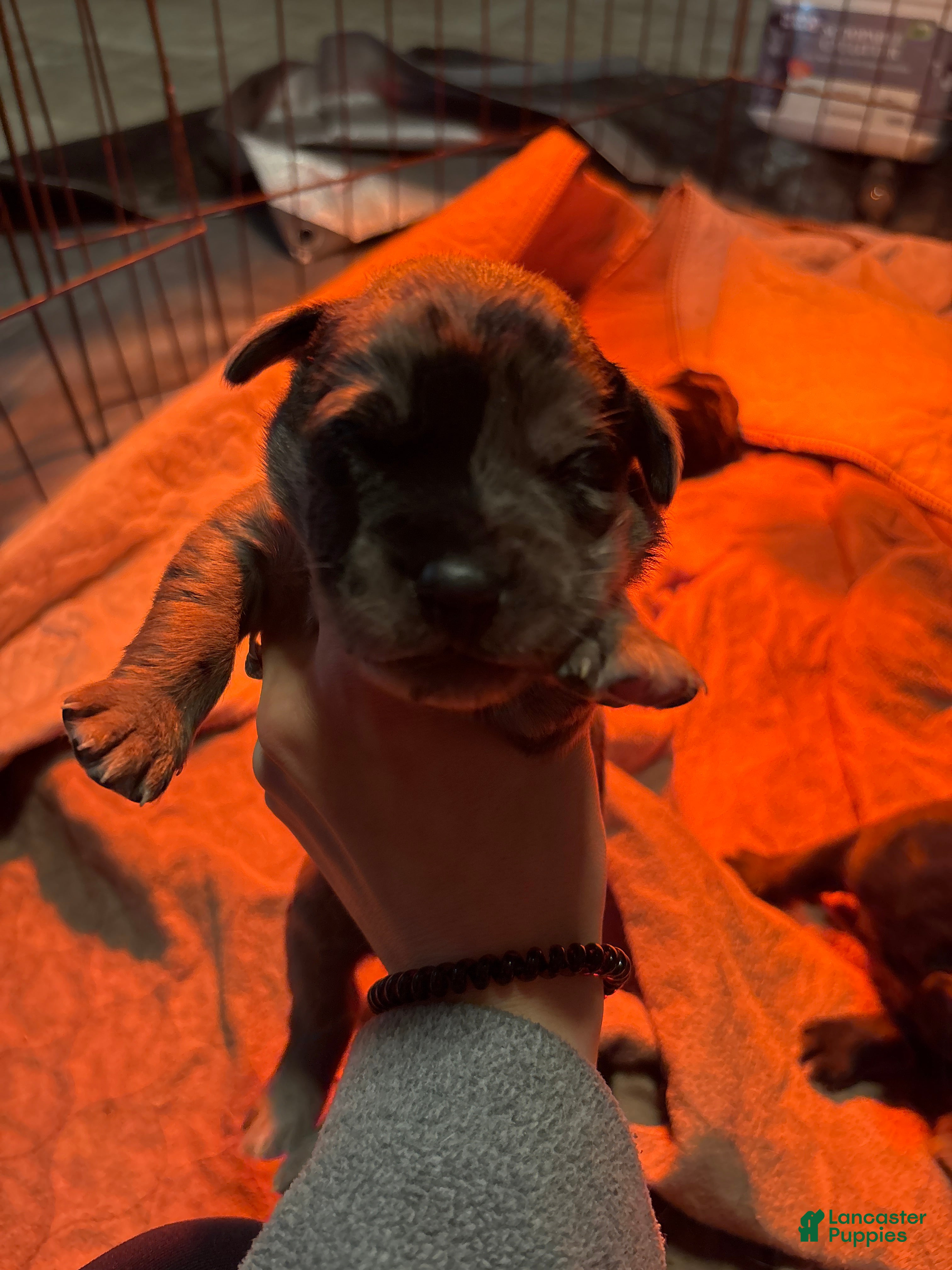 Mixed Breed dogs Mixed Breed Puppy 4 - Ad 7